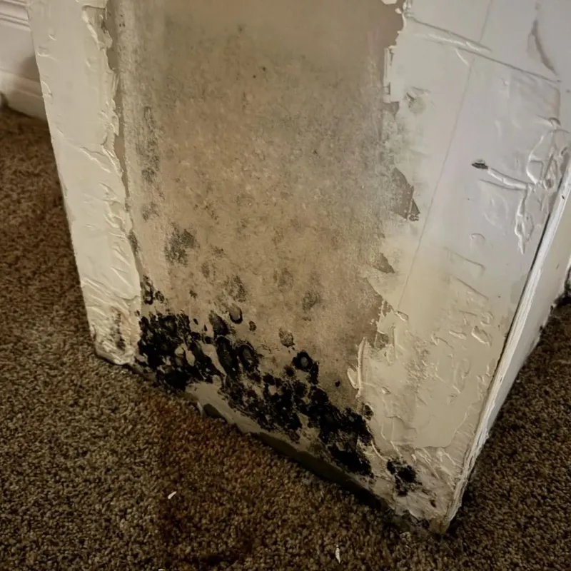 Professional Mold Removal in Daingerfield, TX